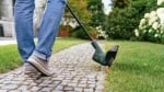 Акумулаторен тример за трева, Bosch EasyGrassCut 18-230, 18V, 1 x 2.0Ah
